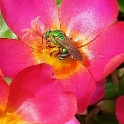 Florida Green Bee